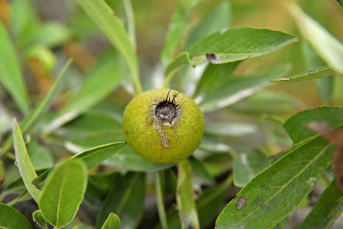 Pyrus amygdaliformis